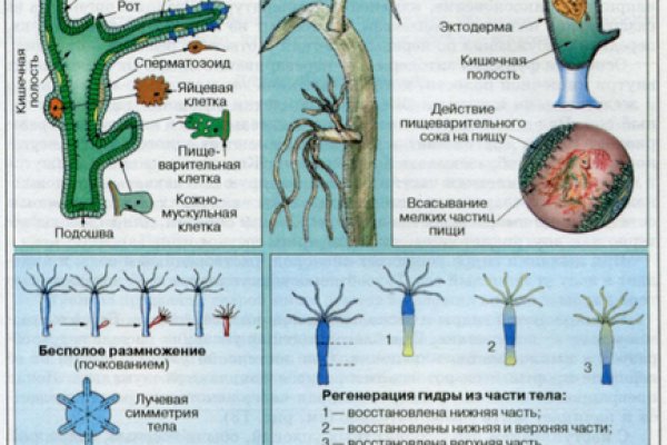 Кракен современный даркнет маркетплейс